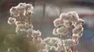 Pat Metheny - Barcarole