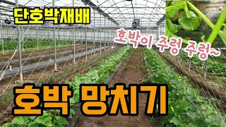 단호박재배 호박망치기 미니단호박 공중재배 호박이 주렁주렁~ 숨비재