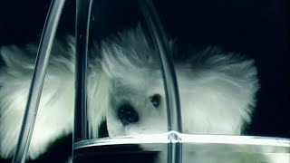 Music video thumbnail preview for To Rococo Rot - Pantone [music video - 2001] by To Rococo Rot
