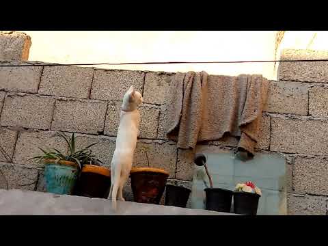 Cat struggle to see the sparrow