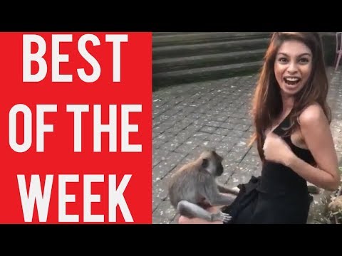 Girl With Curious Monkey Fail and other fails! || Best fails of the week! || December 2018!
