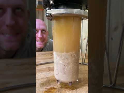 FermZilla Trub Dump #homebrewing #fermzilla #trubdump
