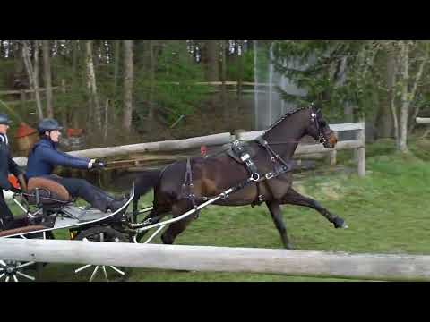 Fahrturnier Greffen 10.4.2022