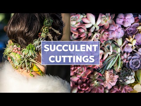 Succulent Cuttings 101 - Ideas &  How to Root