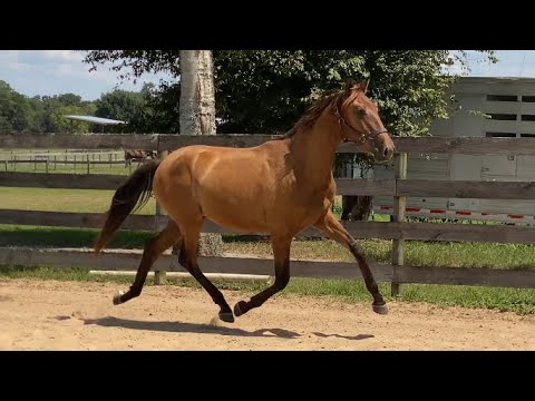 Datalio ESH - 2024 Andalusian Gelding - C Olivo/Amoroso XLII)