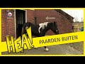 HEA! De paarden gaan naar buiten
