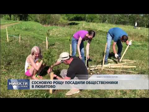 Новости Псков 14.05.2018 # Сосновую рощу посадили общественники в Любятово 