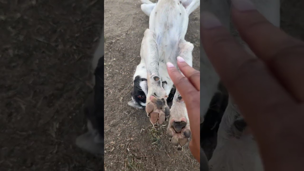 Oreo - URGENT, a ADOPTABLE mixed breed in Thousand Oaks, CA video 2/4