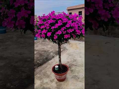 Let's see Periwinkle tree #shorts #plants #periwinkle #ourplants #bonsai #flowers #garden