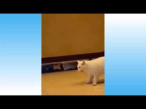 Dogs and cats funny videos