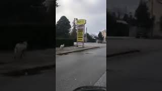 capretta-in-fuga-tra-le-auto-a-grottaminarda