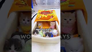 😂🐱 This Cat Hotel Turned Into Total Chaos! #shorts #cats