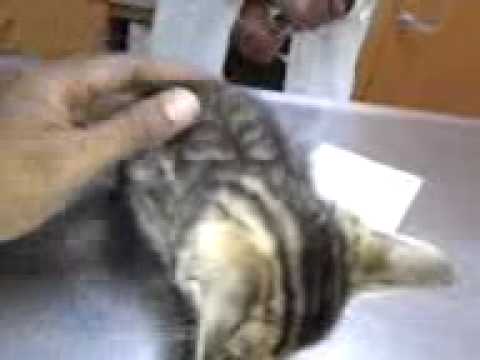 Bengal badness gets exam