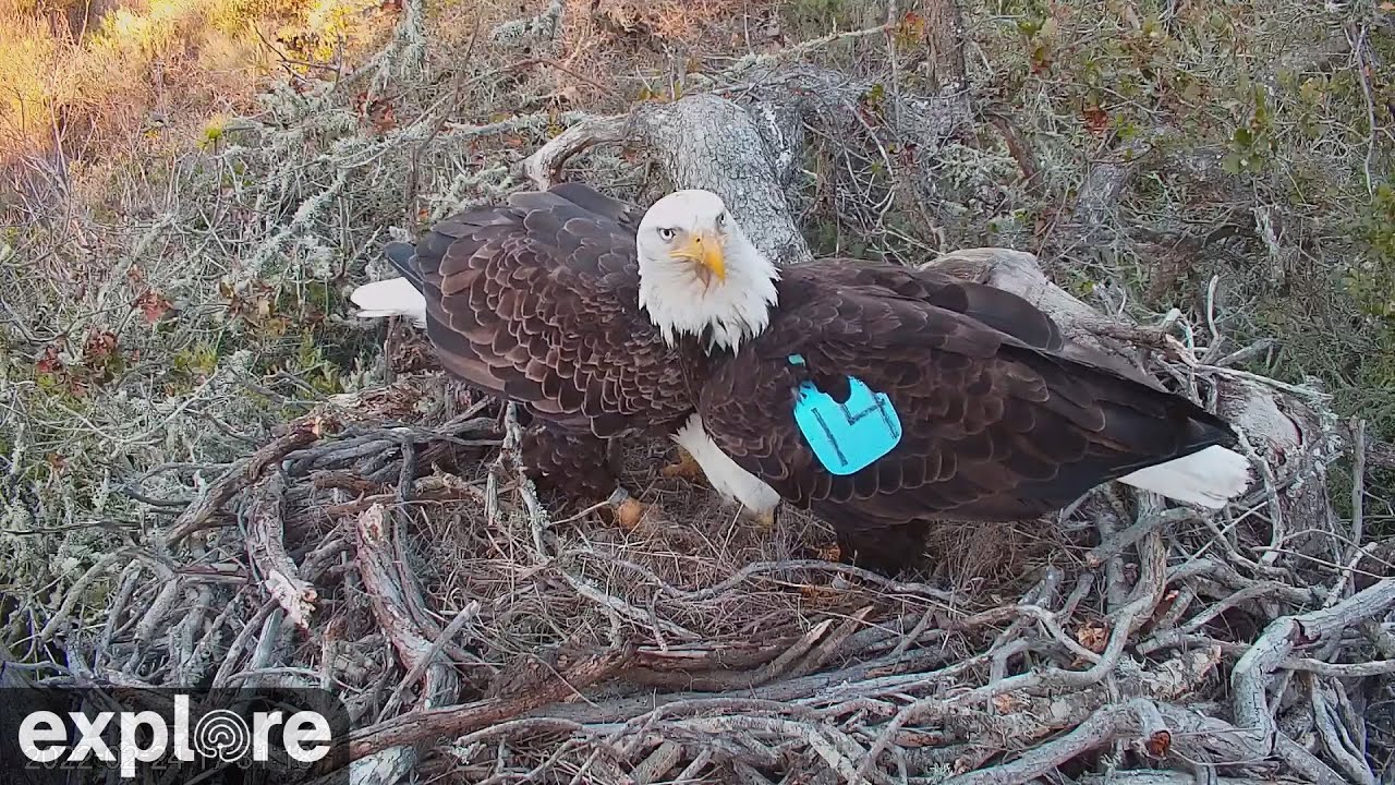 Fraser Point Bald Eagle Nest 2 powered by EXPLORE.org