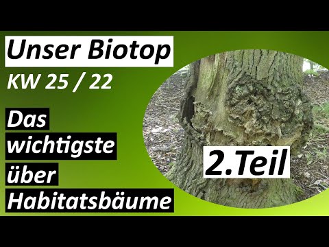 Baummikrohabitate - #Biotop - KW 25 / 2022
