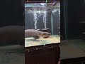 Petting my Electric Eel!