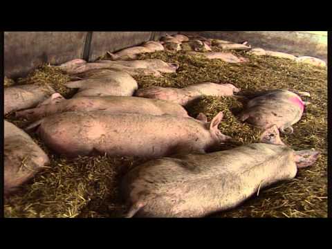 Bedrijfsfilm Nijsen/Granico - Feed - Nederlands