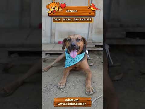 Vídeo de Zezinho