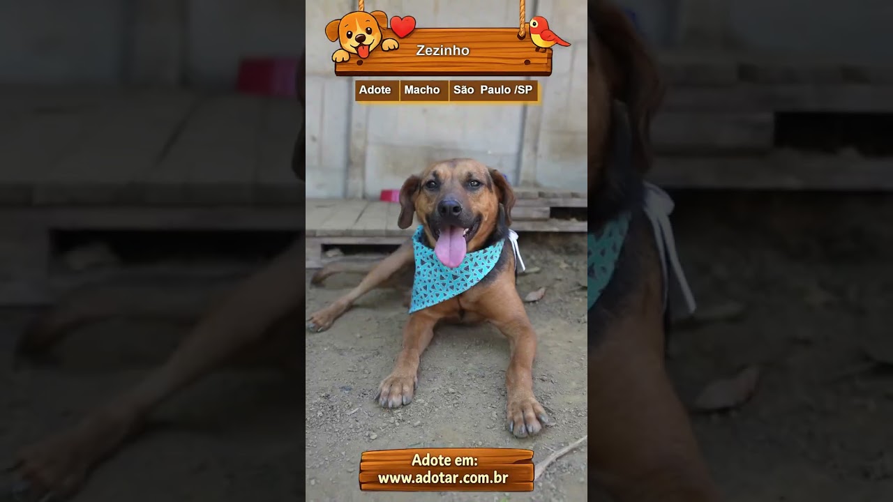 Cachorro raça SRD-ViraLata idade 5 anos nome Zezinho