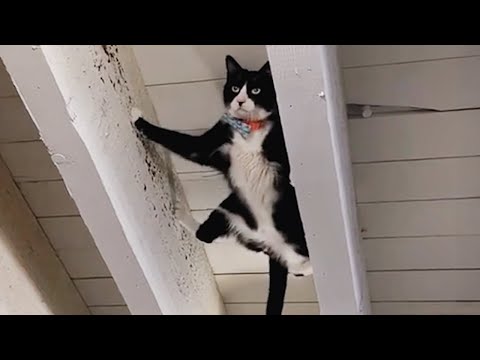 אוסף חתולים כישרוניים ומצחיקים