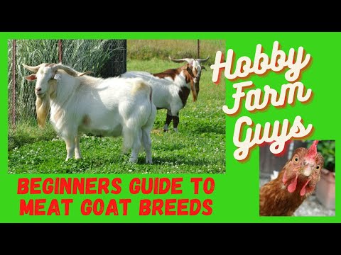 , title : 'Beginners Guide to Meat Goat Breeds'