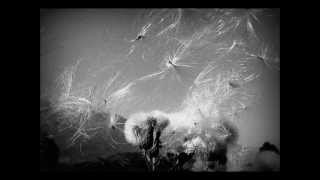 Scatterbrains - Silly Earth