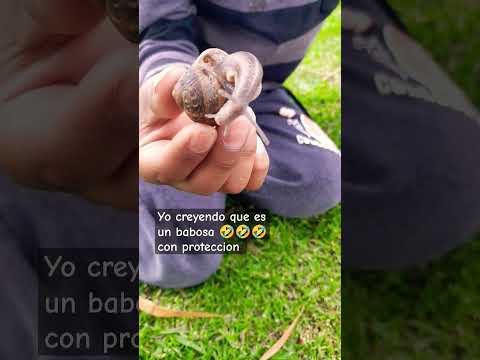 no tuve ni la minima idea que era caracol 💡💡🤣🤣🤣 #calmdown #music