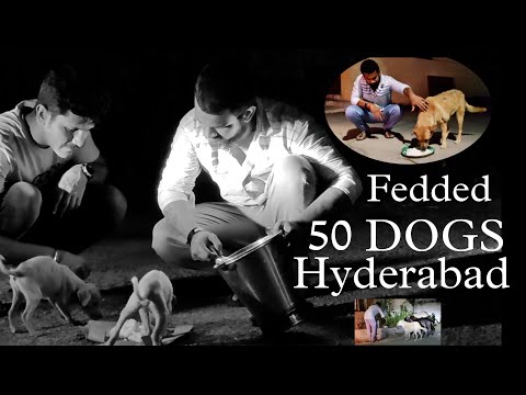 Hungry street Dogs || Feeded 50 dogs || Vedanth jackson