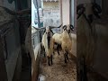 Qurbani Aadu 2 Big Horn Sheeps For Sales Contact No 7397035905 9894938624 Qurbani Aadu Sheeps