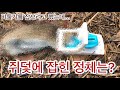 쥐덫으로 산비둘기를 잡으려다 실제로 잡힌 것..... 진짜로 놀랜 것은...... 내 뒤에서 스르르 다가오는데....