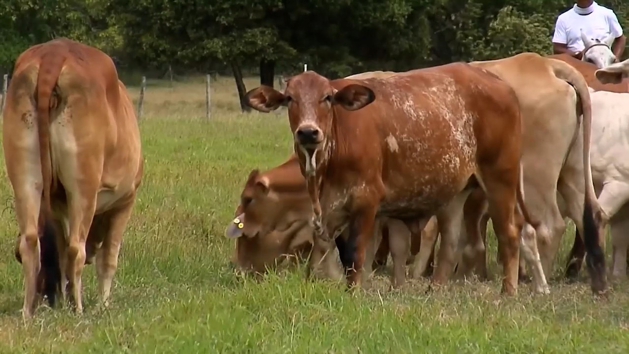 7 ABRIL   CAP 2   CRIADERO LA ZULIA BLON D´AQUITAINE BRAHMAN ROJO   GUADUAS   CUNDINAMARCA