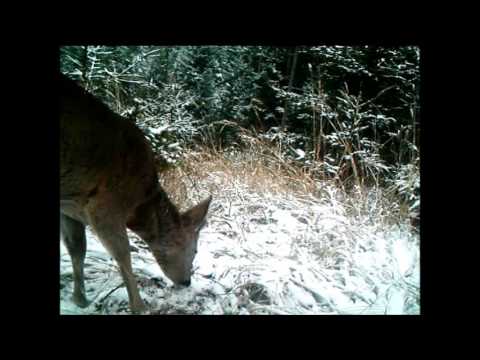 23.-27. ledna 2014 - FOTOPAST - srnčí