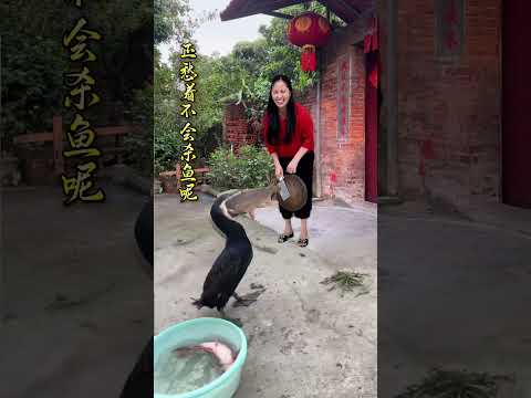 正愁着不會殺魚，也不用動手了 #雞能聽懂人話嗎