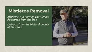 Identifying and Dealing with Mistletoe Infestation in Trees 🦠 The Parasite and Its Impact