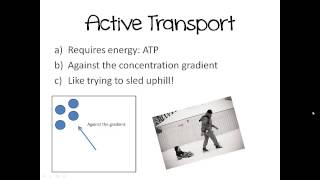 U4LO5 Active Transport  Molecular Pumps