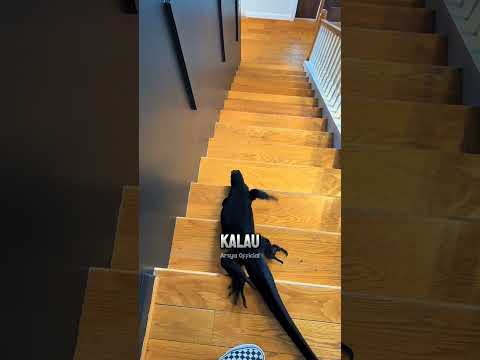 Kadal Peliharaan Bertelur di Lantai ⁉️😱