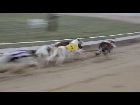 FCI European Championship 2017 - Borzoi finale 480m