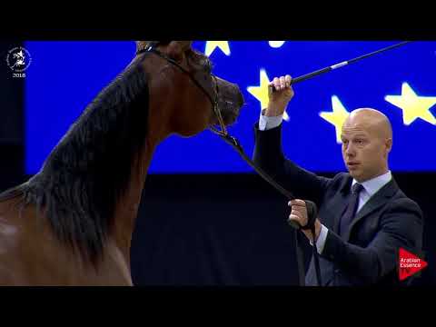 N.47 MAGIC ALGAZAL - Lier 2018 - Yearling Colts (Class 2B)