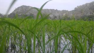 preview picture of video 'Làng Kỳ Ngãi - Vĩnh Ninh - Vĩnh Lộc -  Thanh Hóa'