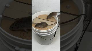 Best Toys For Your Mouse #mousetoys #mousetoys #mousepet