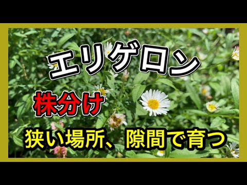 園芸 ヒメバネ、エリゲロン