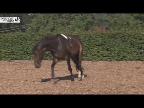 Longieren: Hilfszügel richtig einsetzen - das Chambon (www.pferde-magazin.info)