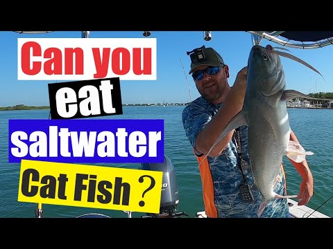 Can you eat saltwater catfish? Saltwater catfish edible? Florida fishing Catfish edition!