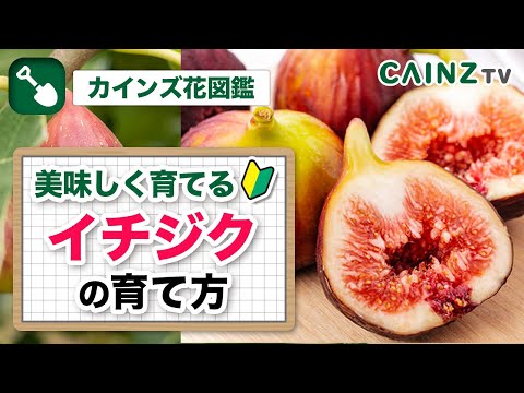 イチジクで気根を育てるにはどうすればよいですか？なぜ彼らは現れるのでしょうか？試してみたい4つの方法  庭園