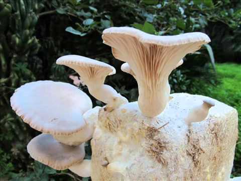Eliminare il mal di schiena Arrossamento intorno al collo trattamento
