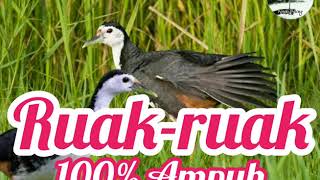 Download lagu Suara pikat burung Ruak-ruak Ampuh durasi panjang mp3