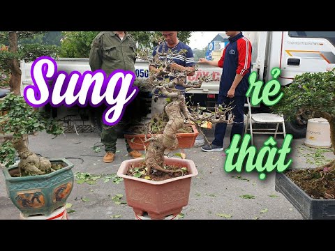 SH.6607. Today I went to Son Tay market and found many cheap fig trees.