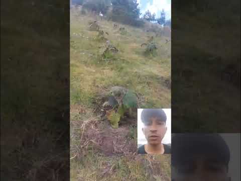 emprendimiento_cultivo_de_lulo,guacheta cundinamarca