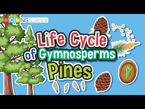 Life Cycle of Gymnosperms – Pines