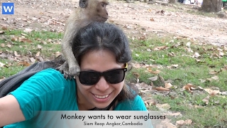 Amazing animals videos - Monkeys wants to wear sunglasses - Amazing animals